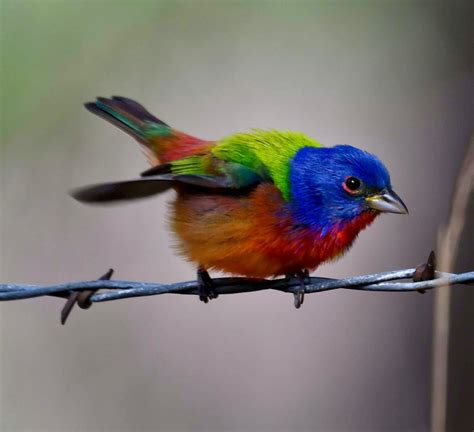 Cornell's BirdCast radar tracks massive scale of bird migration - AOL