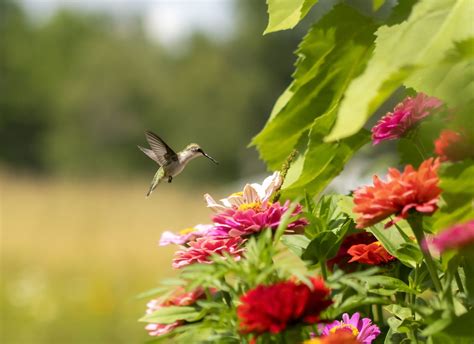 Use This Map to See Where Migrating Hummingbirds Are