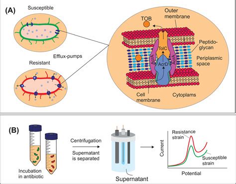 Electrochemical Detection of Tobramycin Resistance in Escherichia Coli - IOPscience