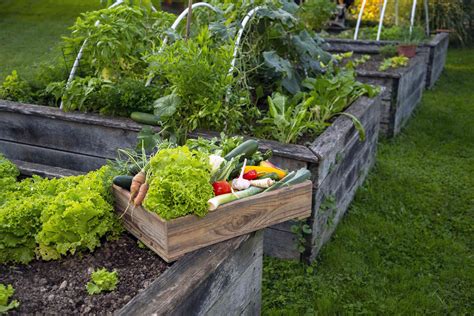 5 beginner-friendly vegetables that thrive in raised garden beds