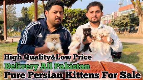 Persian cat Price in Pakistan | Triple coat Persian kittens | Pesrian ...