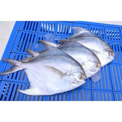 Pomfret Fish - Wholesale Price & Mandi Rate for Pomfret Fish