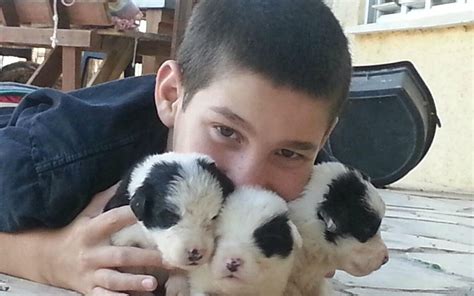 ALPACA FARM (2026) All You Need to Know BEFORE You Go (with Photos ...