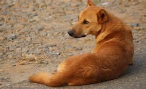 In Telangana shocker, 100 dogs poisoned. 500 were killed earlier