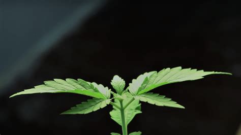 Oudste cannabisplant: 56 miljoen jaar oud fossil in Duitsland | Hanf ...