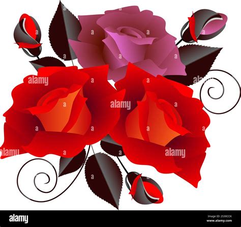 Branch roses on white Stock Vector Images - Alamy