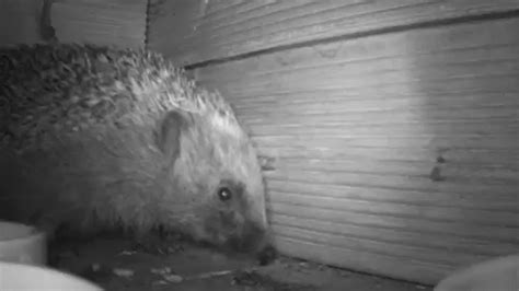 Secret of hedgehog hearing discovered at far beyond human range - BBC News