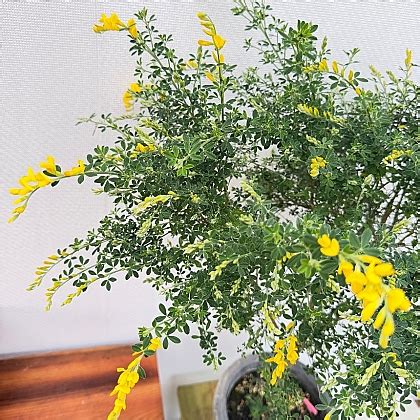 Cytisus scoparius (L.) Link var. andreanus Dipp. 96 60 2 Air ...