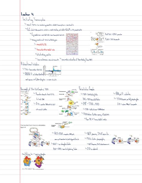 MCB 2050 Lecture 4: Initiating Transcription in TATA and Inr Promoters ...
