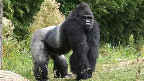 This 450 lb gorilla mauled a zoo keeper - and nobody could stop it