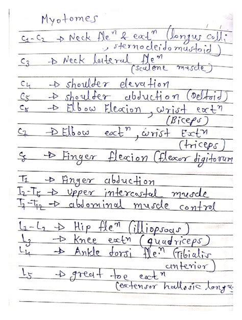 Myotomes - Bechelor of physiotherapy - My : Neck (Jor P Ne Cq Neok ﬁe ...