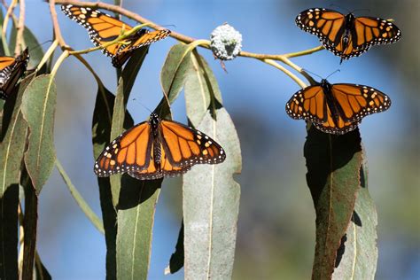 Butterflies Are in Dramatic Decline Across North America. A Close Look at the Western Monarch ...