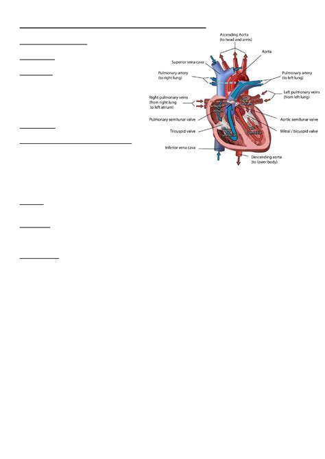 SU 1: Cardiovascular System Design Overview - Studocu