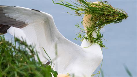 From baffled birds to dancing gorillas the funniest snaps in the Comedy Wildlife Awards revealed