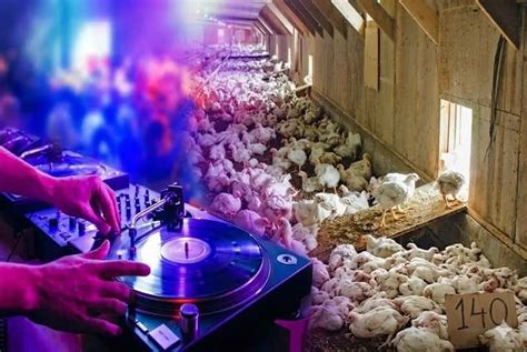 Loud Wedding DJ Turns Fatal: 140 Chickens Die of Shock in Uttar Pradesh ...