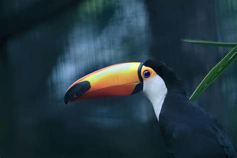 Tropical+Rainforest+Animals+List Photos, Download The BEST Free Tropical+Rainforest+Animals+List ...