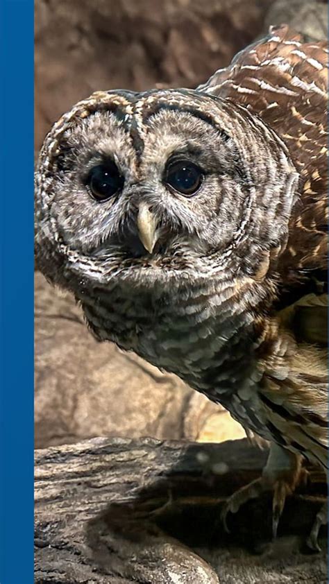 Barred owl Sam dies at North Carolina Zoo | wfmynews2.com