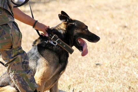 Vicenza, Italy – K9 Teams Demonstrate Operational Readiness in Rigorous ...