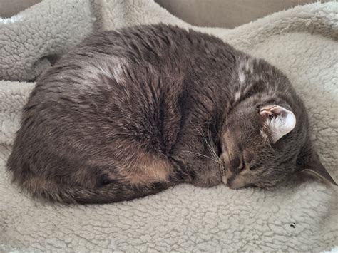 The Easter Buddy Says Happy Hoppy!