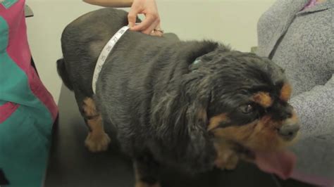 Vets to be legally required to publish price lists and cap prescription ...