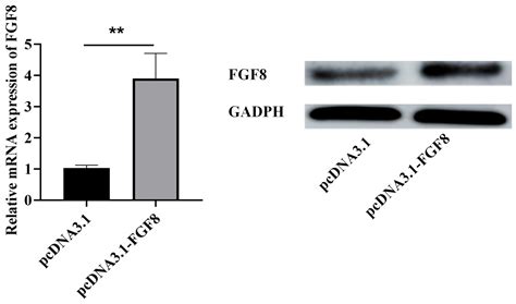 The Influence of the FGF8 Gene on the Proliferation and Differentiation ...