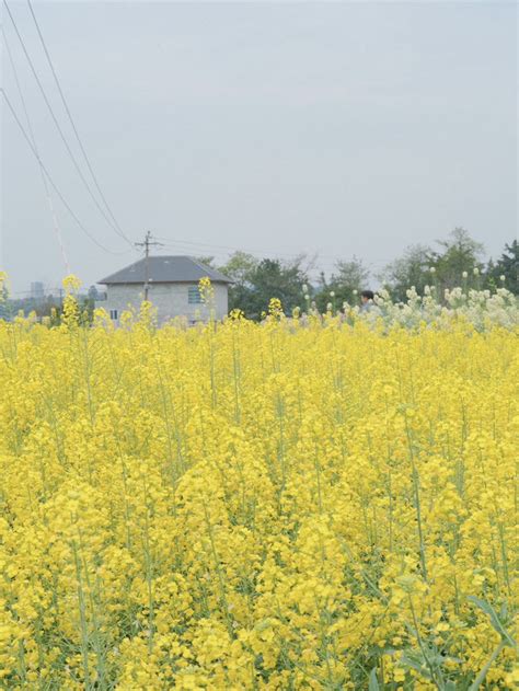 Chongqing One-Day Family Tour | Trip.com Chongqing