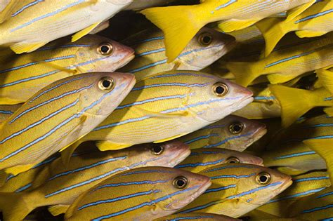 Hawaii's 'Eat the Invaders' Fishing Tournament Encourages Participants ...