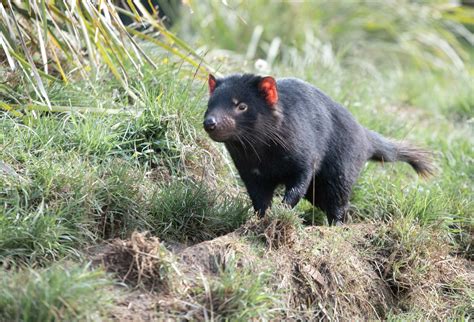 Tasmanian Devil - The Australian Museum