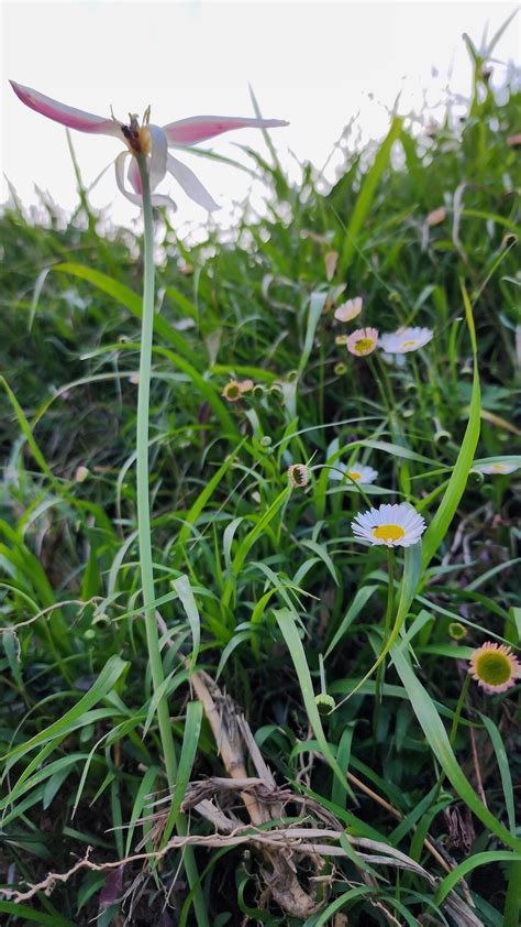 Jibhi Waterfall: Ultimate Guide to Himachal's Hidden Gem | Jibhi Valley ...