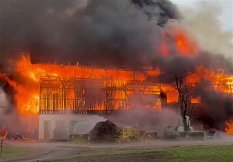 Feuer-Alptraum im Zillertal: Stall zerstört, mehrere Tiere verendet ...