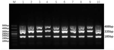 A DPO-Enhanced Gold Nanoparticle-Assisted PCR Assay for Simultaneous Detection of Bovine Viral ...