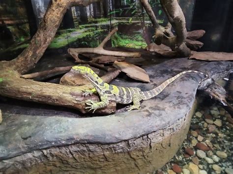 Riverside Reptiles Education Center, Enfield, CT: Information, Tickets ...