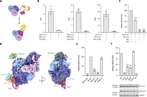 Regulatory hotspot on the influenza A virus polymerase revealed through the structure of the NEP ...