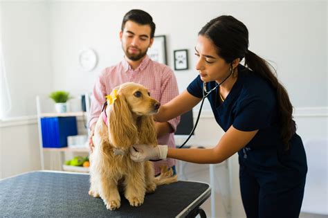 10 Common Cocker Spaniel Health Problems: What Every Owner Should Know ...