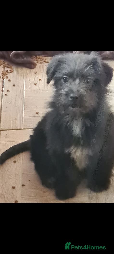 Bambam small breed 6kg for adoption in Nottingham | Pets4Homes