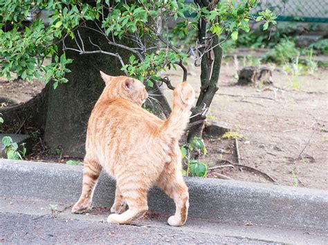 映画『アンダーニンジャ』実写版ネタバレ感想｜衝撃の結末と笑いが交差する傑作 - YASU GAME LIFE CHANNEL