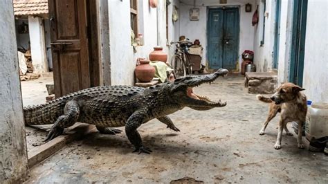 डायनासोर जैसे चलकर घर में घुसा मगरमच्छ! कुत्ते को देख जबड़ा खोलकर डराया ...