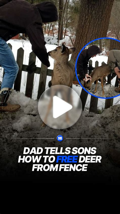 Dad guides sons in rescuing deer stuck in fence