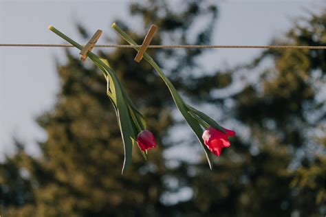 Spring allergies: how to create a healthier indoor environment – Unscented Co.