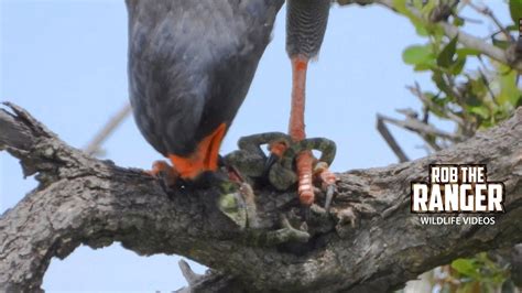 Watch This African Goshawk Feeding On Its Prey In The Wild