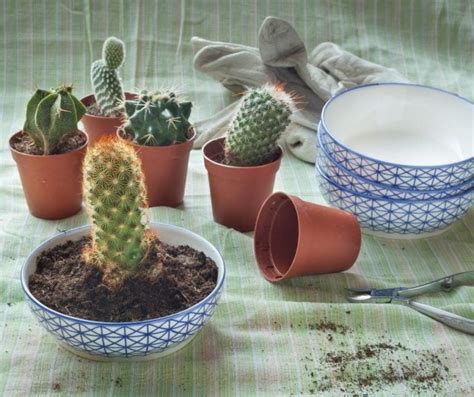 How Do You Repot A Christmas Cactus? - Grower Today