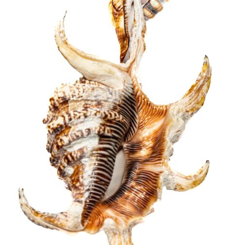 Small and refined shell collection Skeleton - div - 110 mm - 65 mm - 0 ...