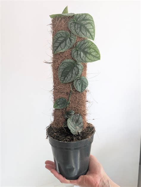 Monstera Dubia | Plants | GrowTropicals.com