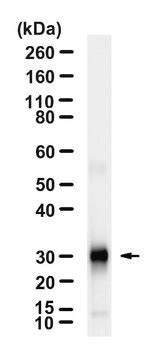 Anti-CD86 Antibody, clone 2H2 ZooMAb® Rabbit Monoclonal recombinant ...