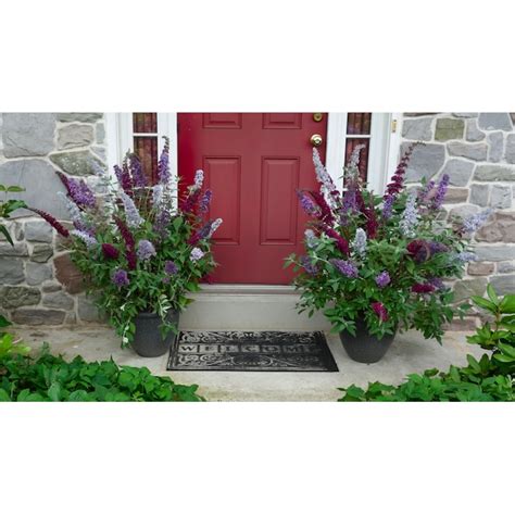 National Plant Network 3N1 Buddleia Butterfly bush Flowering Shrub in 3 ...