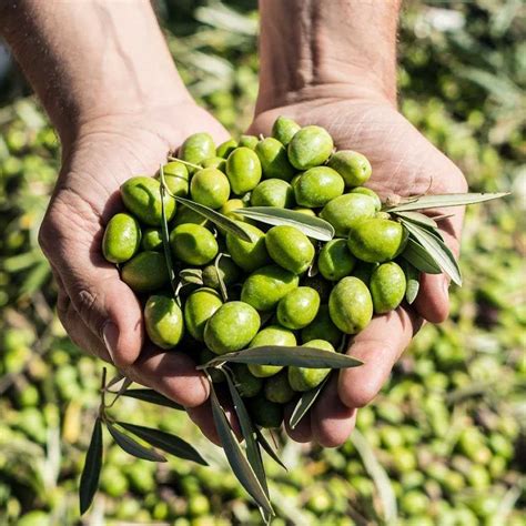 Melgarejo Premium Frantoio Extra Virgin Olive Oil 500 ml