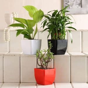 Pots & Plants Jade Plant Price in India - Buy Pots & Plants Jade Plant ...