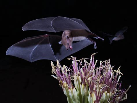 Image result for Bat Pollination