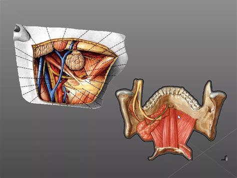 Neck dissections | PPT
