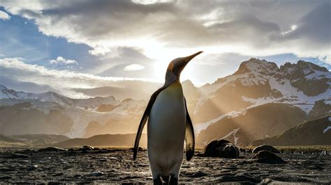 Un passante ed un pinguino | Meer